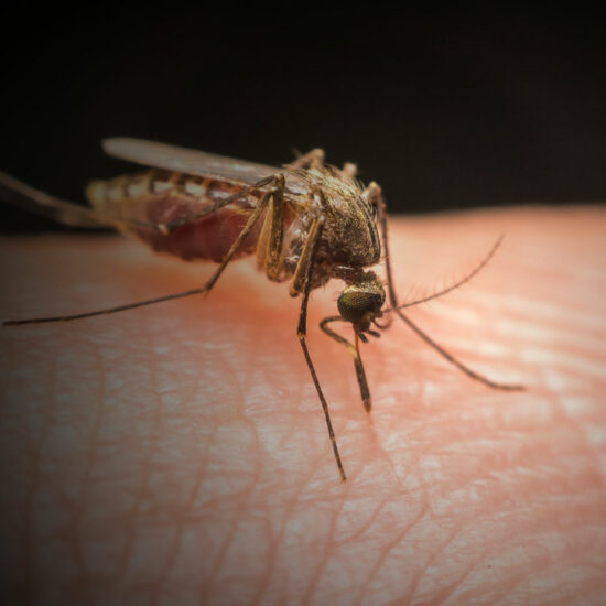 Lutte contre les moustiques